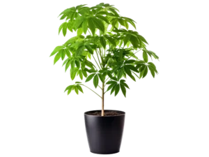Golden Shower Tree Plant