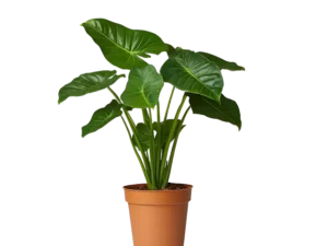 Mahogany Tree Plant