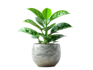 Green banana plant