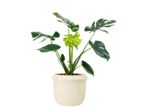 Isolated potted plant