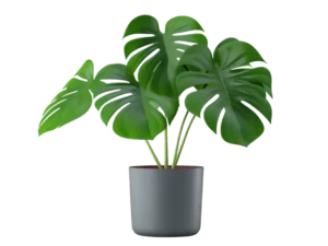Ashoka Tree Plant